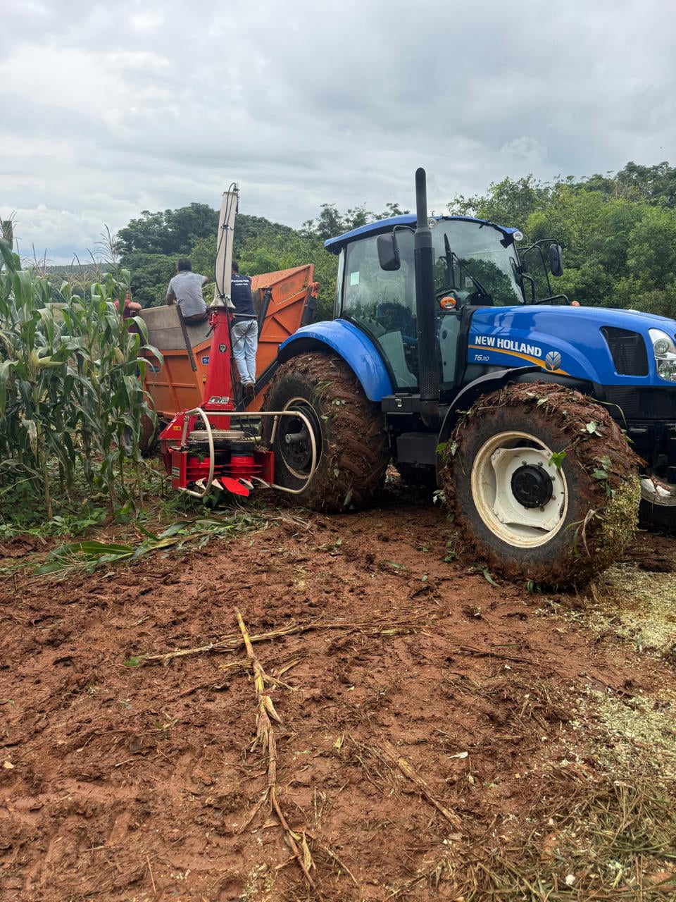 Silagem de milho ensacada e granel, para pecuária e confinamento em Sorocaba