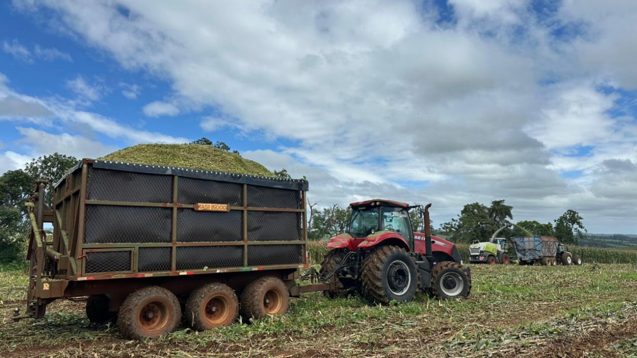 Produção de silagem de milho para gado leiteiro e de corte em Sorocaba